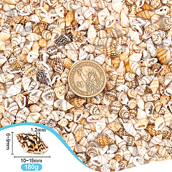 180G Natural Sea Shell Beads&nbsp;BSHE-PH0001-41