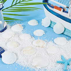 Natural Scallop Shell DIY Decorative Craft Material&nbsp;SHEL-SP0001-01B