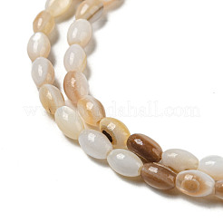 Natural Freshwater Shell Beads Strands&nbsp;SHEL-H072-03