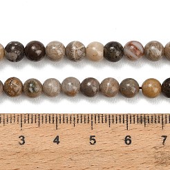 Natural Fossil Coral Beads Strands&nbsp;G-C288-A01-6mm