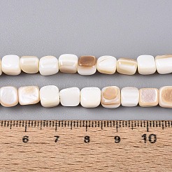 Natural Freshwater Shell Beads Strands&nbsp;BSHE-T014-51A