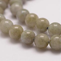 Natural Labradorite Bead Strands&nbsp;G-P259-02-6mm