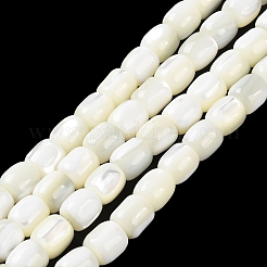 Natural Trochus Shell Beads Strands&nbsp;BSHE-E030-05A