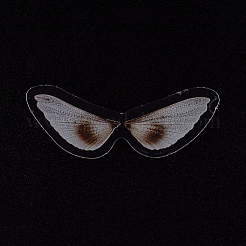 Wing Pattern Waterproof Plastic Scrapbooking Stickers&nbsp;DIY-WH0158-50