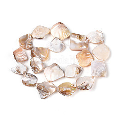 Natural Freshwater Shell Beads Strands&nbsp;BSHE-T014-39