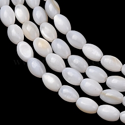 Natural Freshwater Shell Beads Strands&nbsp;SH-CBA2978-06A