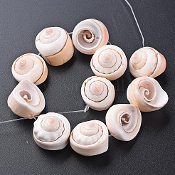 Natural Spiral Shell Bead Strands&nbsp;X-SSHEL-N034-106