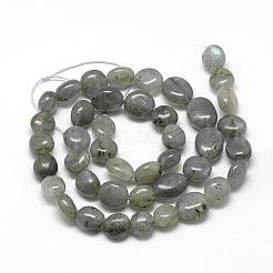 Natural Labradorite Beads Strands&nbsp;G-R445-8x10-20