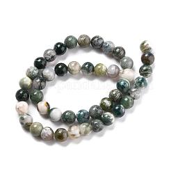 Natural Tree Agate Beads Strands&nbsp;G-I199-03-8mm