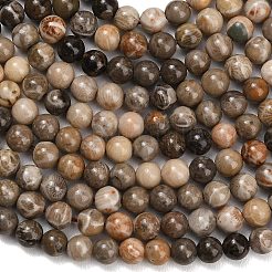 Natural Fossil Coral Beads Strands&nbsp;G-C288-A01-6mm