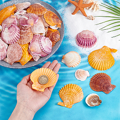 80Pcs 4 Styles Natural Shell Display Decorations&nbsp;DJEW-PH0001-61