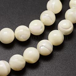 Natural Sea Shell Beads Strands&nbsp;SSHEL-K013-8mm-A