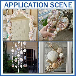 Natural Scallop Shell DIY Decorative Craft Material&nbsp;SHEL-SP0001-01B