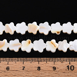 Natural Freshwater Shell Beads Strands&nbsp;SHEL-S276-111A
