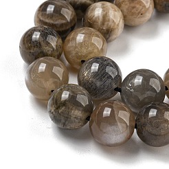 Natural Black Moonstone Beads Strands&nbsp;G-Q183-A01-02