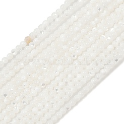 Natural White Shell Beads Strands&nbsp;G-A177-04-25