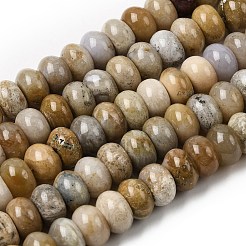 Natural Fossil Coral Beads Strands&nbsp;G-A280-A08-03