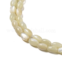 Natural Trochus Shell Beads Strands&nbsp;SSHEL-H072-02B