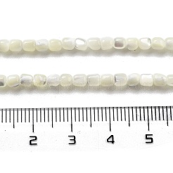 Natural Trochid Shell/Trochus Shell Beads Strands&nbsp;BSHE-G038-01