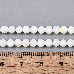 Natural Freshwater Shell Beads Strands&nbsp;SHEL-N038-32