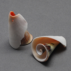 Spiral Shell Pendants&nbsp;SSHEL-Q294-2