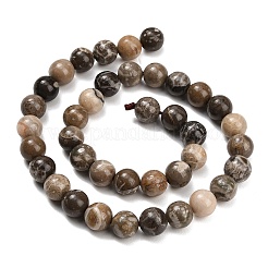Natural Fossil Coral Beads Strands&nbsp;G-C288-A01-10mm