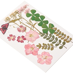 Pressed Dried Flowers&nbsp;DIY-YWC0001-95