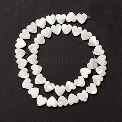 Natural Trochid Shell/Trochus Shell Beads&nbsp;SSHEL-O001-27B