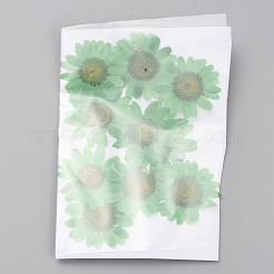 Pressed Dried Flowers&nbsp;DIY-WH0308-412H-1