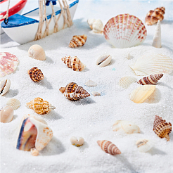 Natural Sea Shell Beads Kits&nbsp;SSHEL-PH0002-51