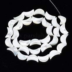 Natural Trochid Shell/Trochus Shell Beads Strands&nbsp;SSHEL-N034-97B-B01