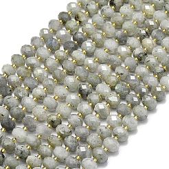 Natural Labradorite Beads Strands&nbsp;G-P573-A55-01