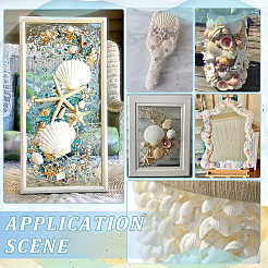 Natural Shell Display Decorations&nbsp;SSHEL-SP0001-01