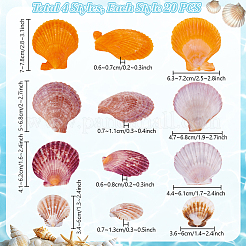 80Pcs 4 Styles Natural Shell Display Decorations&nbsp;DJEW-PH0001-61