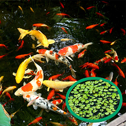 28Pcs 2 Styles EVA Foam Aquarium Floating Plant Ring&nbsp;AJEW-BC0010-09A