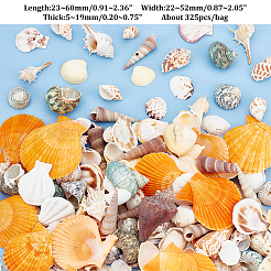Natural Shell Display Decorations&nbsp;DJEW-WH0063-35