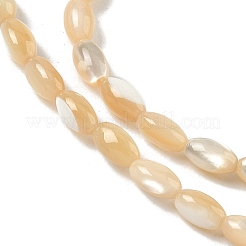 Natural Trochus Shell Beads Strands&nbsp;SHEL-K006-53