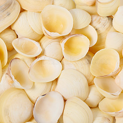 Natural Shell&nbsp;FIND-TAC0026-10B