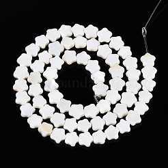 Natural Freshwater Shell Beads Strands&nbsp;SHEL-N027-02-01