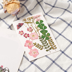 Pressed Dried Flowers&nbsp;DIY-YWC0001-95