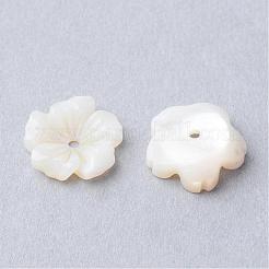 Natural Sea Shell Beads&nbsp;SSHEL-S250-14