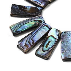 Natural Paua Shell Beads Strands&nbsp;BSHE-S305-01B