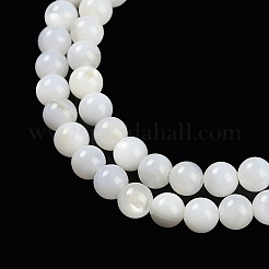 Natural Cultured Freshwater Shell Beads Strands&nbsp;BSHE-H109-03B