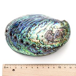 Natural Abalone Shell/Paua ShellDecoration&nbsp;X-SSHEL-F0005-01