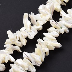 Natural Trochid Shell Beads Strands&nbsp;SSHEL-G023-05B