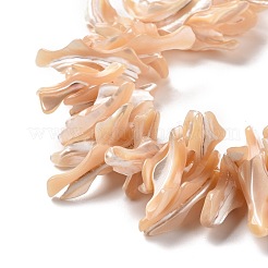 Natural Trochid Shell Beads Strands&nbsp;SSHEL-G023-05C
