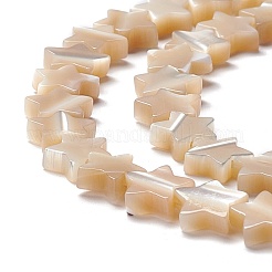 Natural Trochid Shell/Trochus Shell Beads&nbsp;SSHEL-O001-25B-01