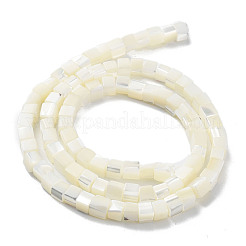 Natural Trochus Shell Beads Strands&nbsp;SHEL-M020-01