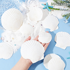 20Pcs 4 Style Natural Scallop Shells&nbsp;SSHEL-PH0001-23