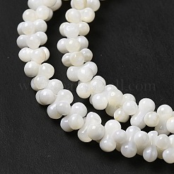 Natural Freshwater Shell Beads Strands&nbsp;BSHE-E026-17